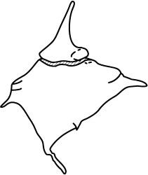 Vesperopsis mayi.jpg