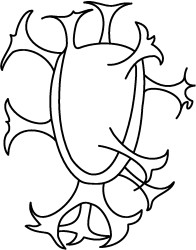 Distatodinium cavatum.jpg