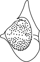 Dingodinium cerviculum.jpg