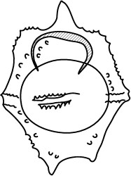 Chatangiella coronata.jpg