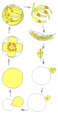 Family Cachonellaceae