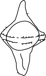 Sverdrupiella mutabilis.jpg