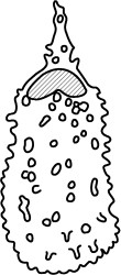 Gochteodinia mutabilis.jpg