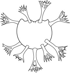 Oligosphaeridium pulcherrimum.jpg