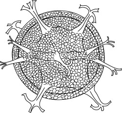 Achomosphaera crassipellis.jpg