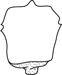 Atopodinium polygonale1.jpg