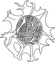 Spiniferites velatus.jpg