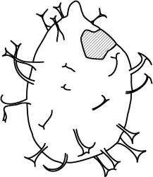 Gochteodinia virgula.jpg