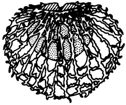 Glaphyrocysta priabonensis.jpg