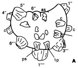 Hystrichokolpoma pusillum A.jpg