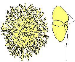 Family Syndiniaceae