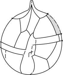 Occisucysta balios1.jpg