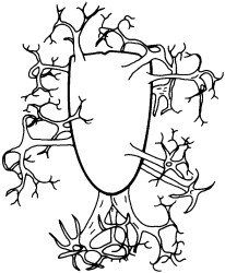 Distatodinium paradoxum.jpg