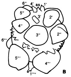 Hystrichokolpoma globulus2.jpg