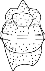 Chatangiella verrucosa.jpg