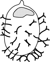 Gochteodinia virgula2.jpg