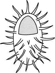 Protoellipsodinium spinosum.jpg