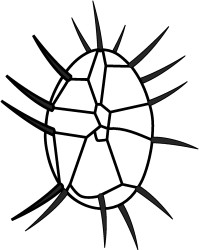 Luehndea spinosa1.jpg