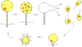 Order Phytodiniales