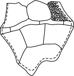 Canningia reticulata.jpg
