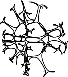 Spiniferites ramosus.jpg