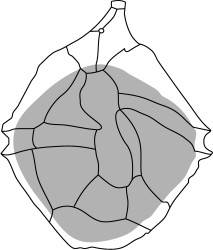 Wrevittia helicoidea1.jpg