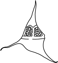 Pseudoceratium toveae.jpg