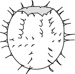 Epiplosphaera areolata.jpg