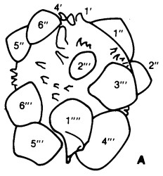 Hystrichokolpoma globulus1.jpg